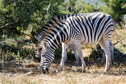  Steppenzebras