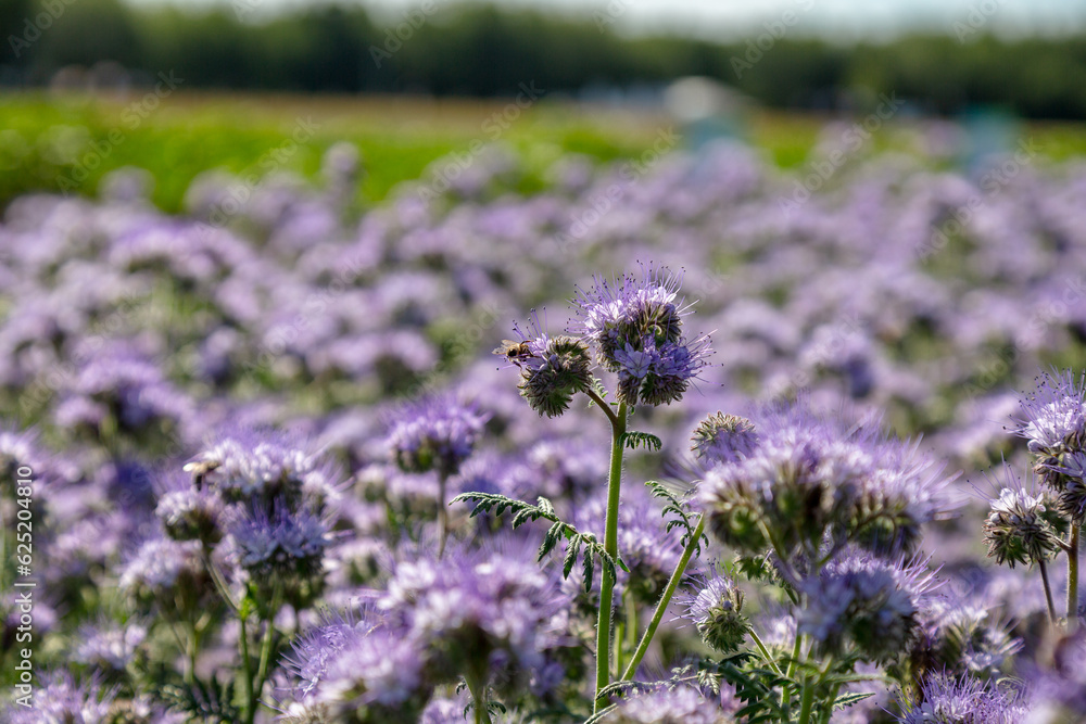 Obraz premium Lacy phacelia, blue tansy or purple tansy. Phacelia tanacetifolia