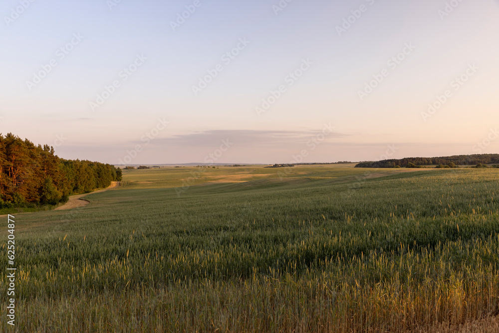 a large field with cereals at sunset