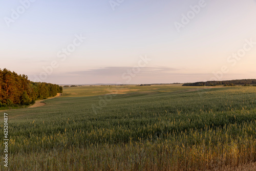 a large field with cereals at sunset