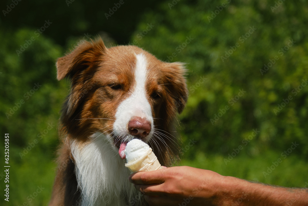 Australian shepherd Dog eating ice cream and enjoying it in a very hot summer day. Hand of male pet owner holds ice cream for the dog. The concept of harmful and sweet food for pets.