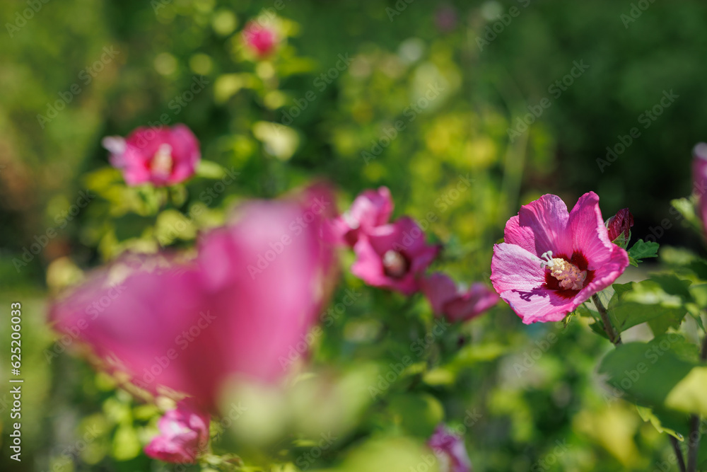 Fototapeta premium Beautifully blooming pink hibiscus on a background of green leaves