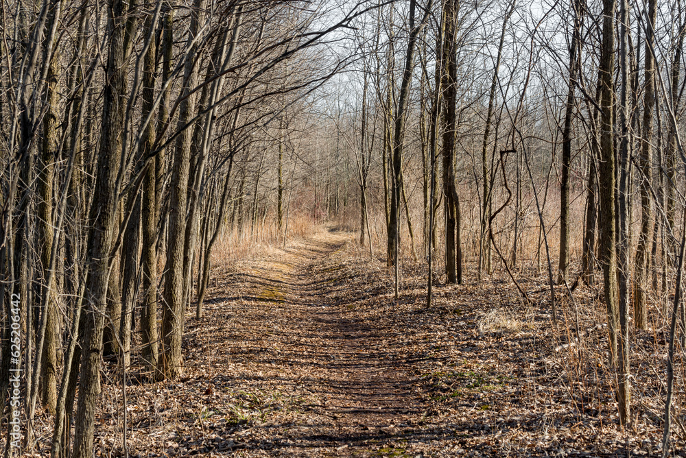 Obraz premium Secluded Trail Path Through The Forest In Winter