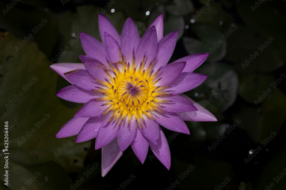The purple lotus begins to bloom. The purple lotus begins to bloom.