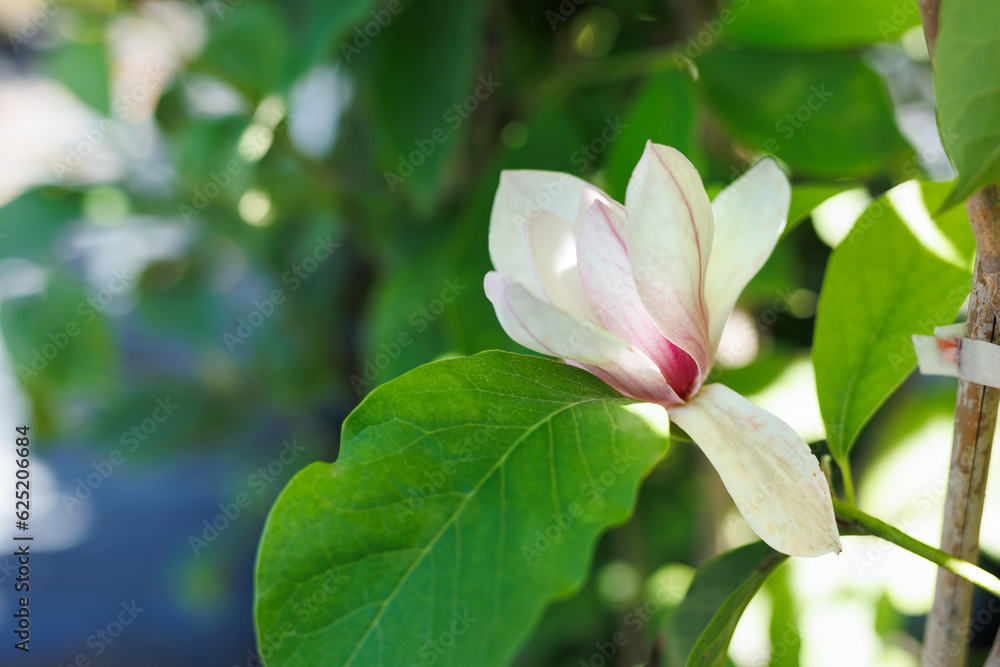 Blown beautiful magnolia flower on a tree with green leaves Blown beautiful magnolia flower on a tree with green leaves