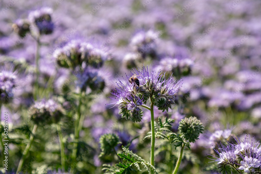 Fototapeta premium Lacy phacelia, blue tansy or purple tansy. Phacelia tanacetifolia