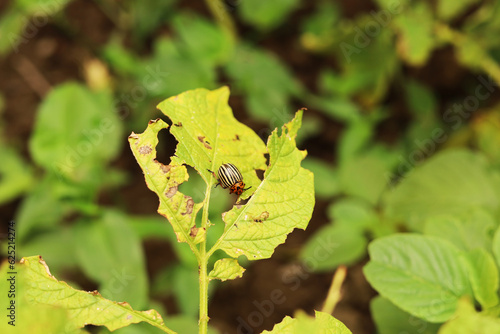The Colorado potato beetle ate a potato. Damaged potato leaves. Insect damage. Pests in the garden. Photo about protection of plants from insects. Farm.A sick, yellow plant. Dried plant