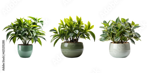 Various of beautiful houseplant for decor home. Generative Ai 