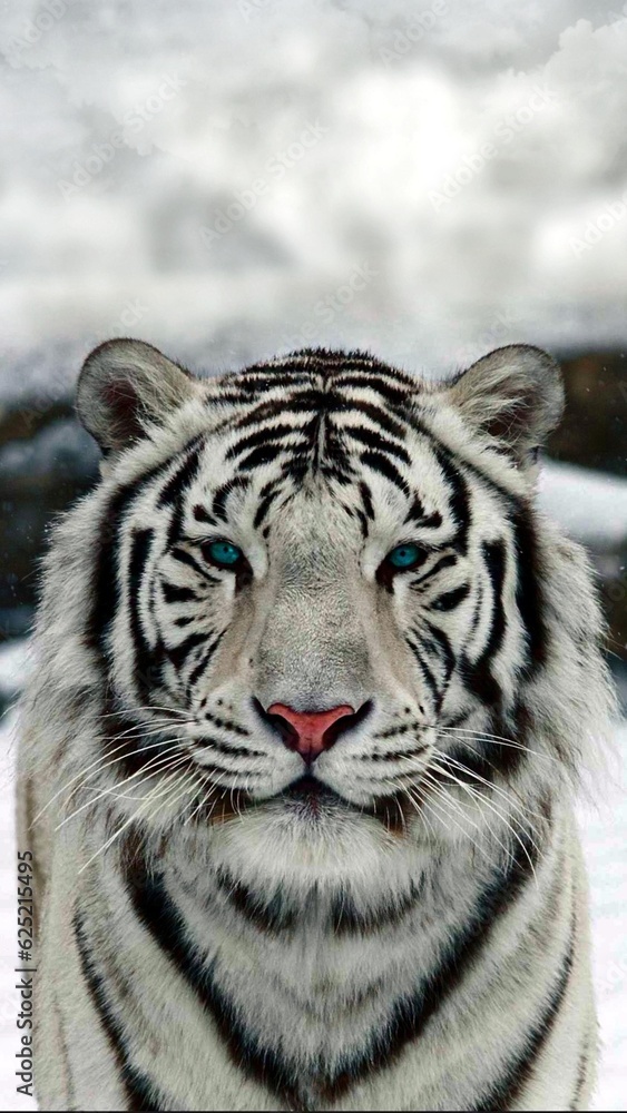 Fototapeta premium white bengal tiger