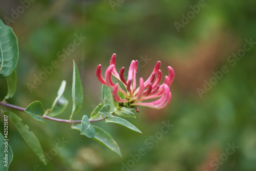 Close up of Honeysuckle, Lonicera periclymenum, flower