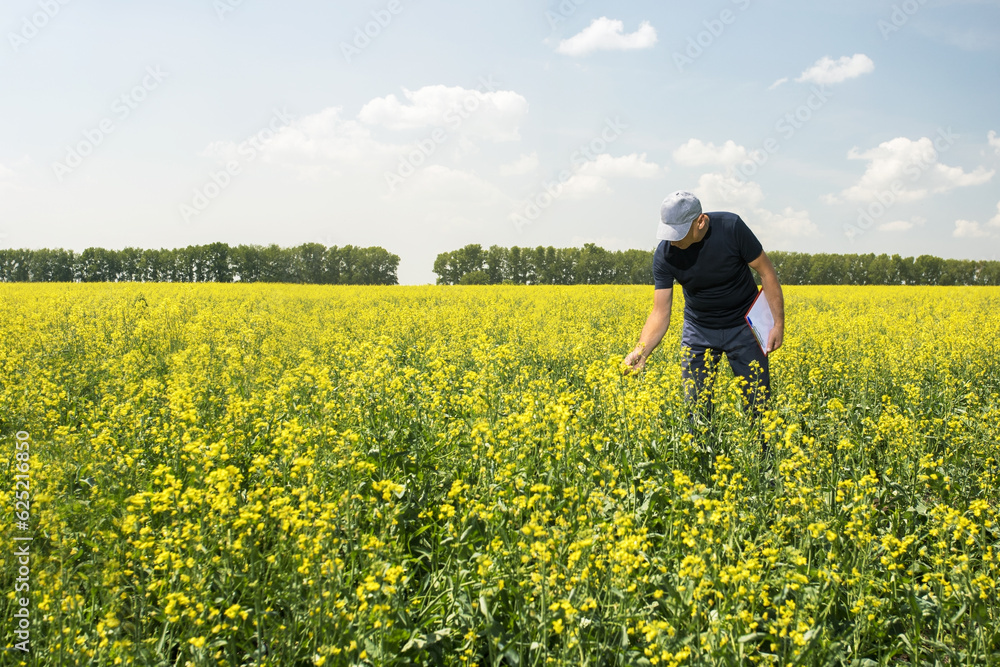 farmer man examining crops in a blooming rapeseed field. agriculture business concept...