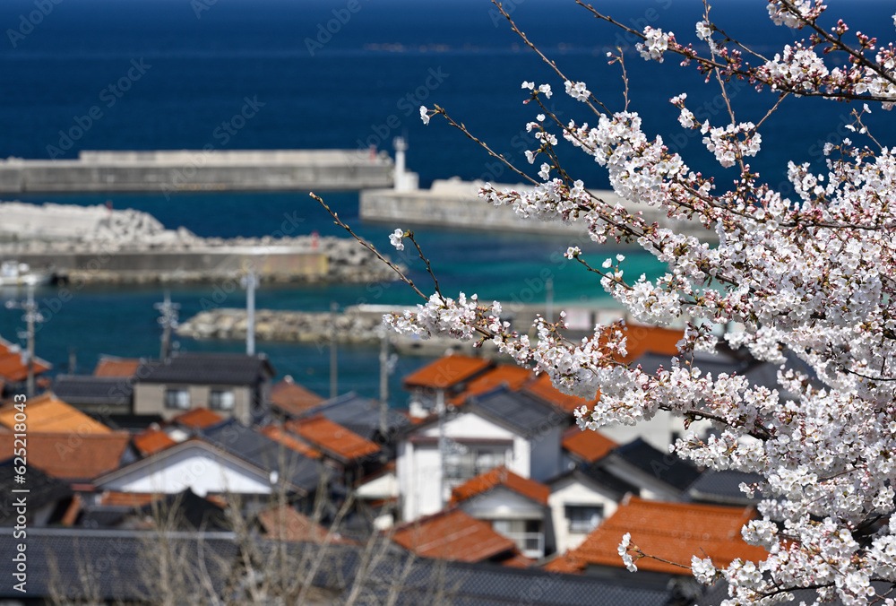 島根半島の桜