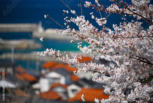 島根半島の桜 photo