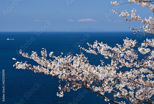 島根半島の桜