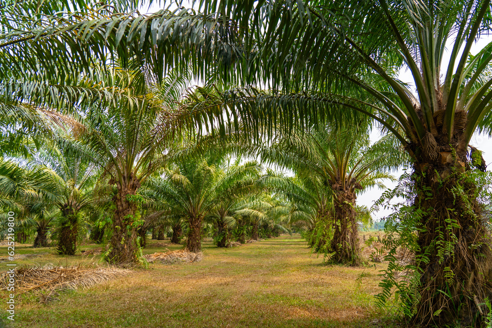 Fototapeta premium Landscape of date fruit palm trees stand tall in tropical Asia plantations, agricultural rural environments proper fertilization and pruning are essential for healthy date palms to grow for biofuel