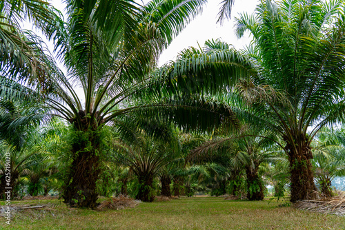 Landscape of date fruit palm trees stand tall in tropical Asia plantations, agricultural rural environments proper fertilization and pruning are essential for healthy date palms to grow for biofuel