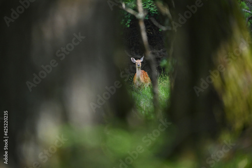 木の隙間から見る鹿 © bokotosan