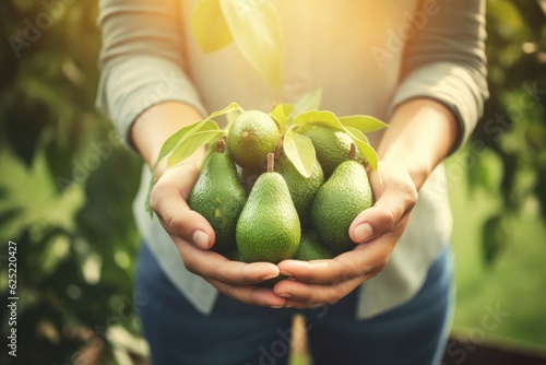 Close-Up Hand Harvesting Avocado