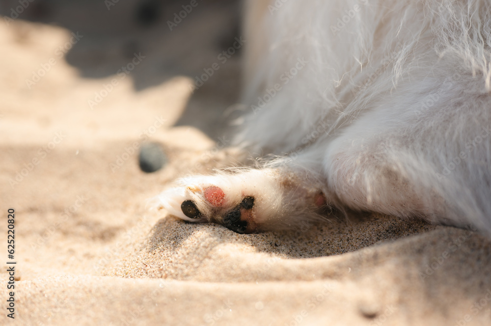 Fototapeta premium Close up of a Pomeranian dog paw covered in sand on dog friendly beach