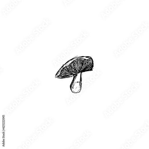 Hand-drawn edible mushrooms isolated on  white background