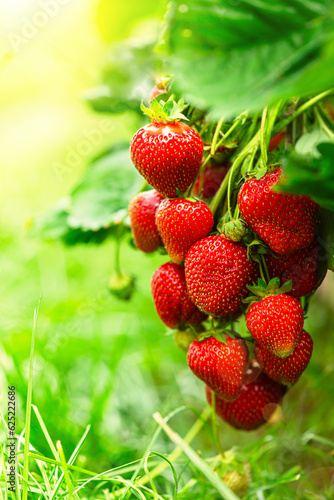 Fresh red strawberry fruit