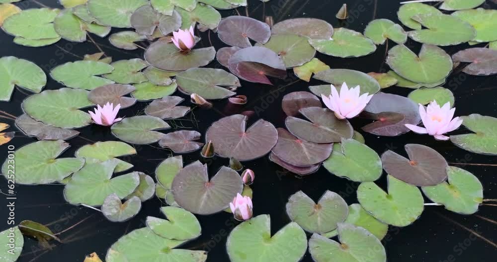 Water lily pink flowers and green leaves on a pond dark water surface. Close up static handheld shot, natural lighting, summer day afternoon Water lily pink flowers and green leaves on a pond dark water surface. Close up static handheld shot, natural lighting, summer day afternoon