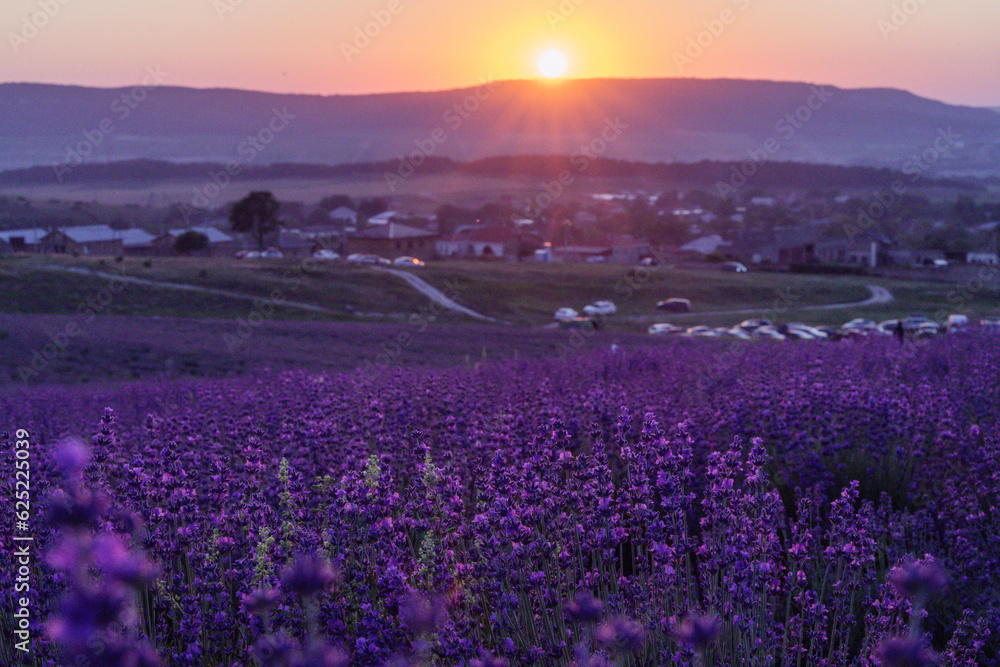 Lavender flower field. Violet lavender field sanset close up. Lavender flowers in pastel colors at blur background. Nature background with lavender in the field. Lavender flower field. Violet lavender field sanset close up. Lavender flowers in pastel colors at blur background. Nature background with lavender in the field.