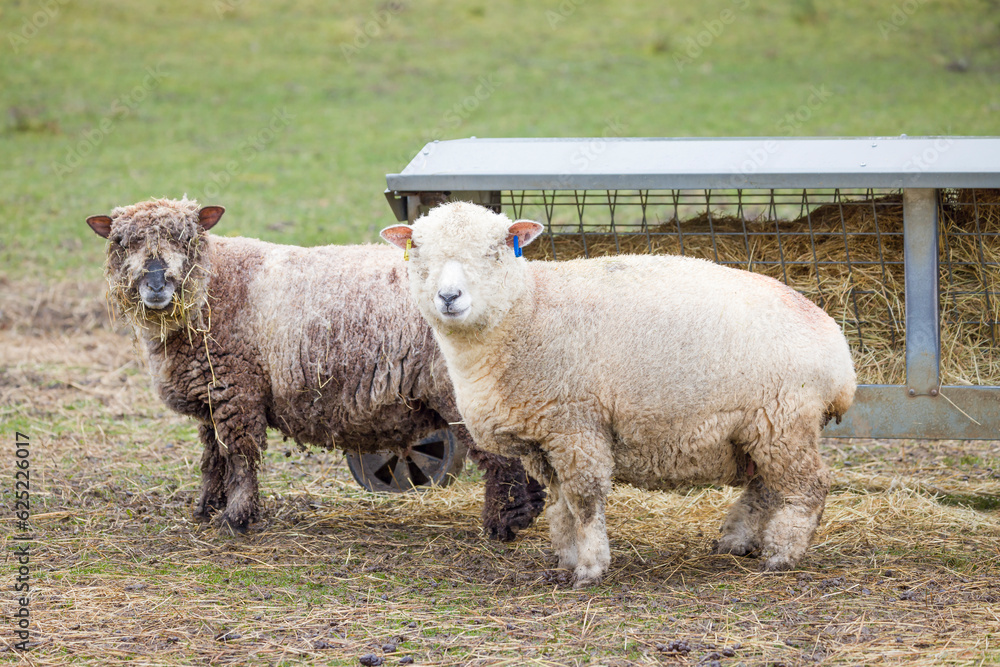 Obraz premium Ryeland sheep on a farm in Derbyshire, UK