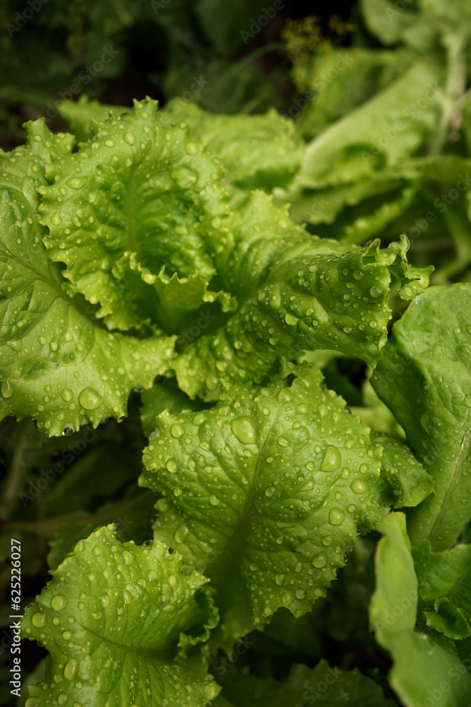 fresh leaves of green salad with water drops. fresh farm products. Healthy Lifestyle fresh leaves of green salad with water drops. fresh farm products. Healthy Lifestyle