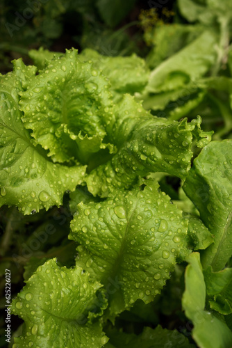 fresh leaves of green salad with water drops. fresh farm products. Healthy Lifestyle