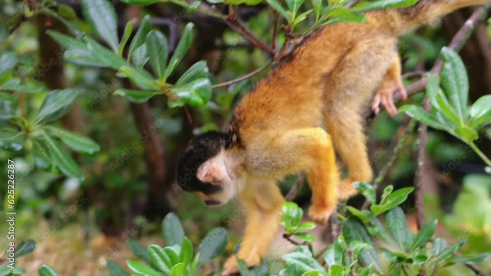 monkeys jumping on vines in jungles. High quality 4k footage monkeys jumping on vines in jungles. High quality 4k footage