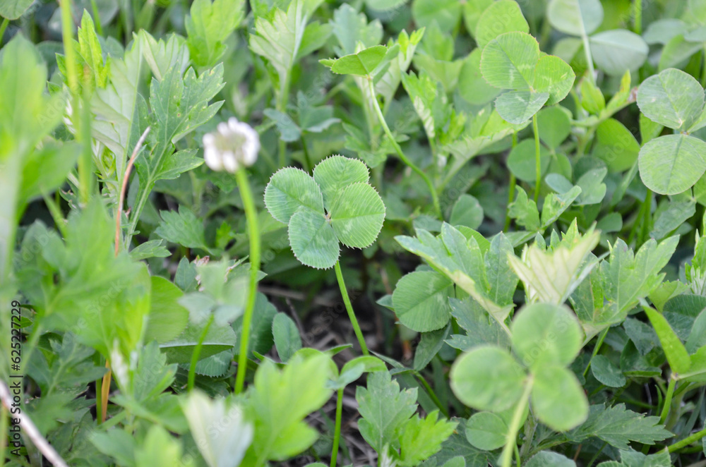 Four-leaf clover found in a field Four-leaf clover found in a field