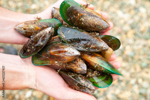 Handful of New Zealand green-lipped mussels photo