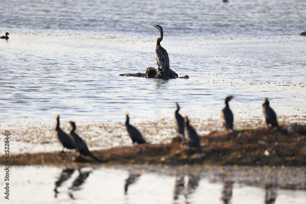 Fototapeta premium A snake bird sitting still 
