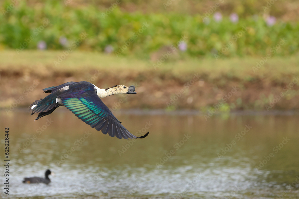 knob billed duck on flight knob billed duck on flight