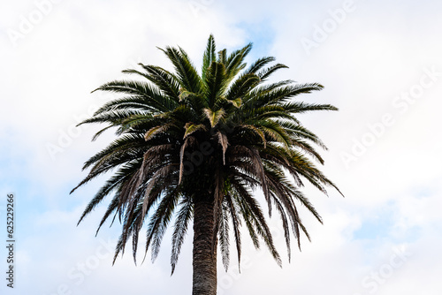 Low angle view of palm tree in Terceira Island, Azores