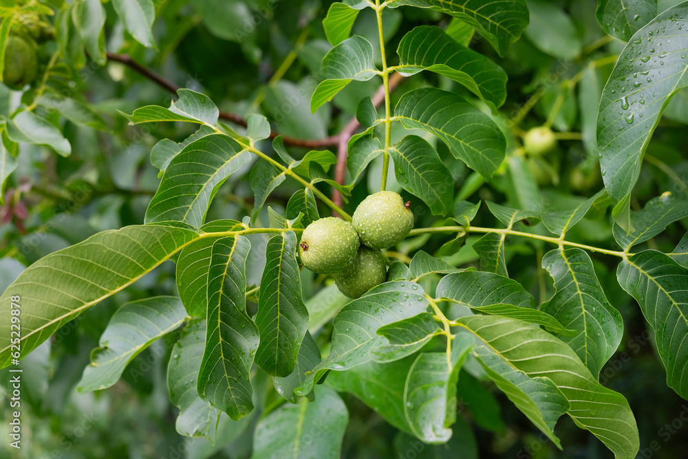 Walnuts on a branch with leaves after rain.