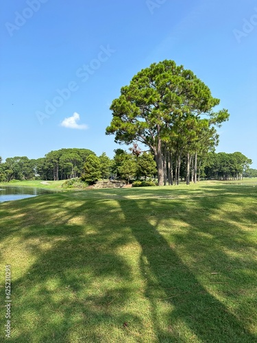 Large pine tree shadow on scenic landscape 