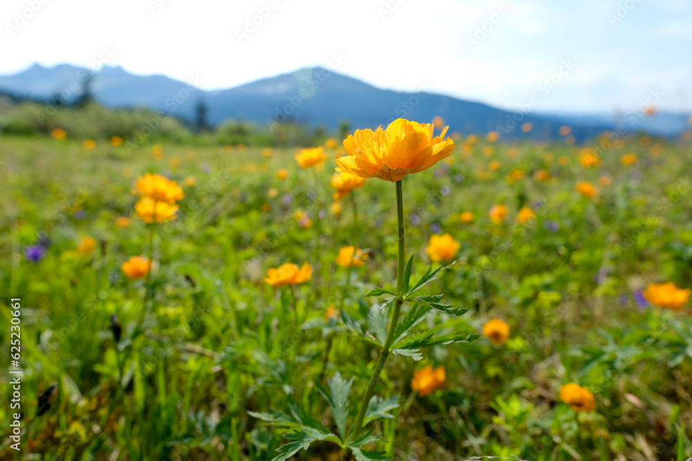 green summer meadow at the mountains background. Valley of orange flowers. Spring blooming landscape