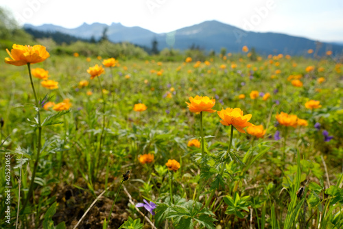 green summer meadow at the mountains background. Valley of orange flowers. Spring blooming landscape