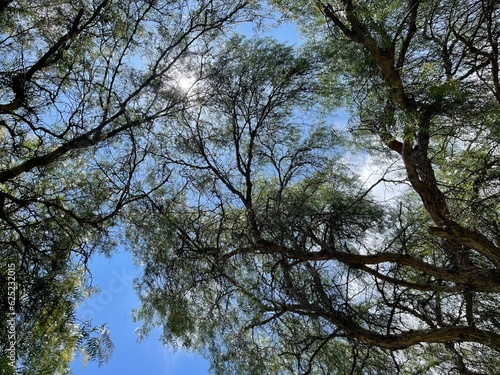 trees and sky