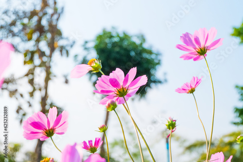 Fototapeta Naklejka Na Ścianę i Meble -  Pink cosmos flower field in garden.