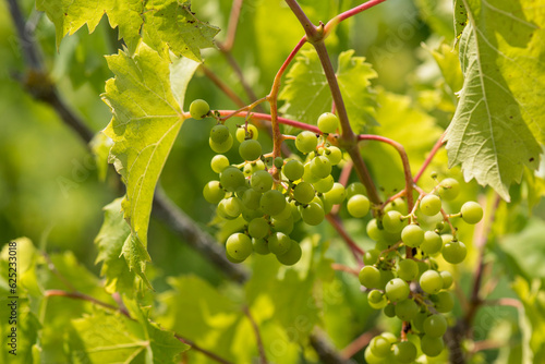 Vigne vignoble du cote de Niort (ID: 625233018)