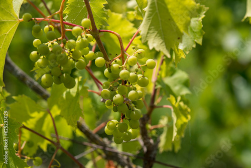 Vigne vignoble du cote de Niort