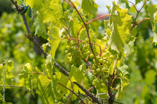Vigne vignoble du cote de Niort (ID: 625233046)