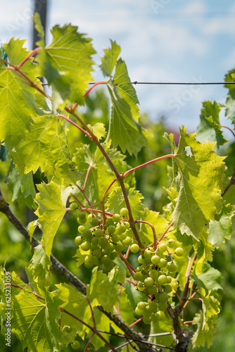 Vigne vignoble du cote de Niort (ID: 625233059)