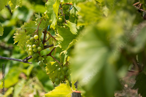 Vigne vignoble du cote de Niort (ID: 625233086)