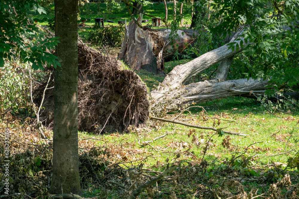 Storm damages in the park . Fallen trees and closed roads and tracks . Sturmschaden im Park  . Gesperrte Straßen und Wege