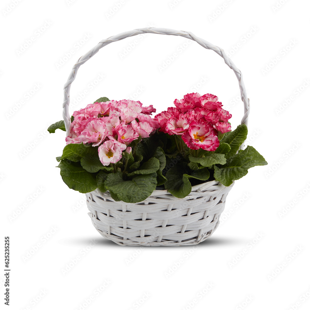 Primula obconica Primrose cut out isolated transparent background