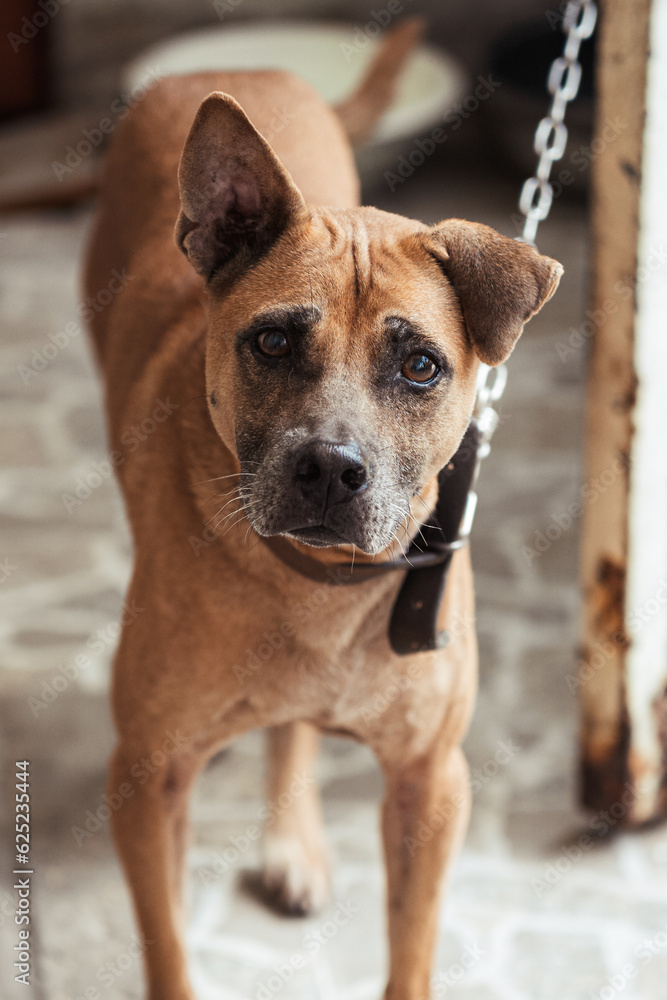 A lonely cute brown dog sitting on yard with blurry background A lonely cute brown dog sitting on yard with blurry background